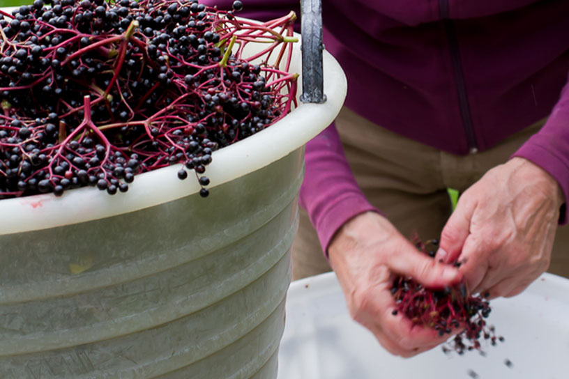 Iemand haalt de vlierbessen van de takjes